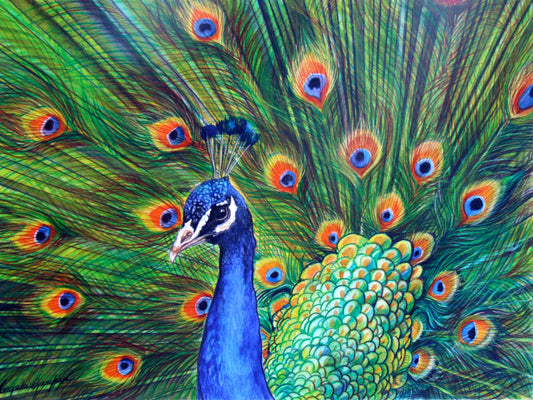 Proud Peacock