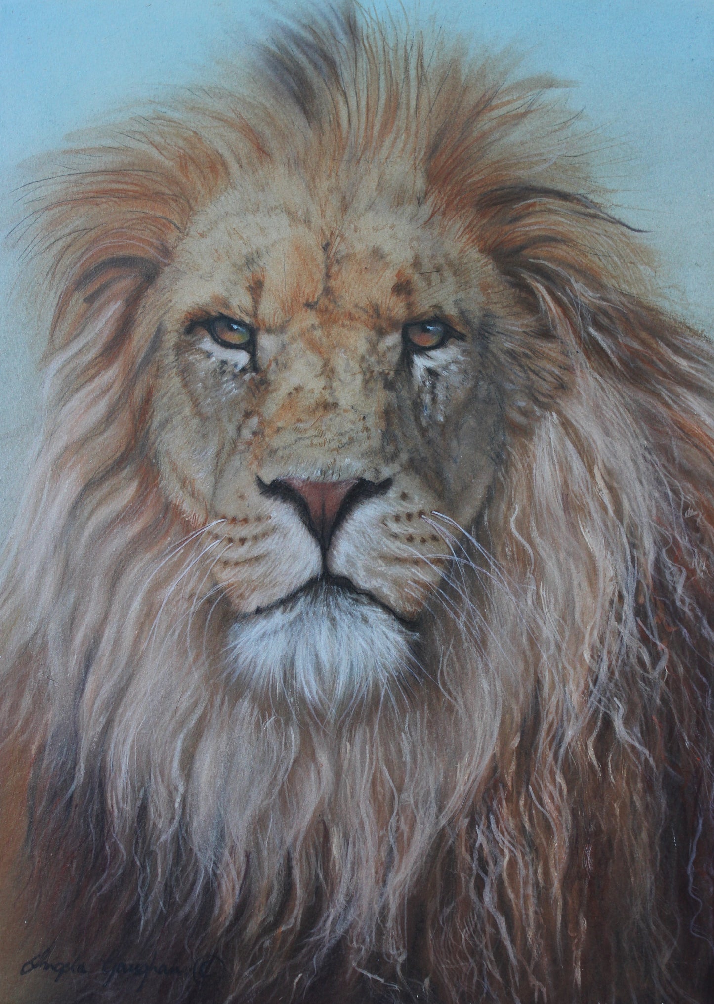 King of The Plains