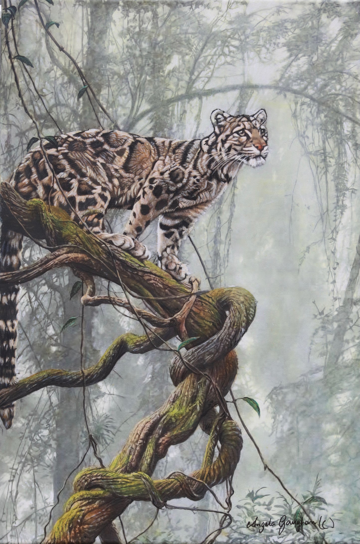 Clouded Leopard