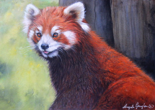 Red Panda