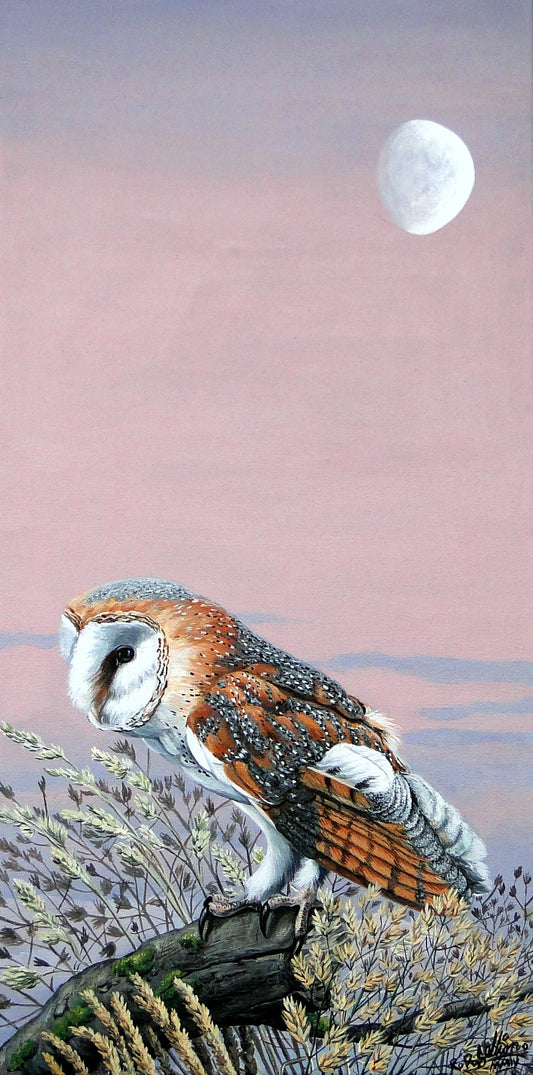 Evening Owl