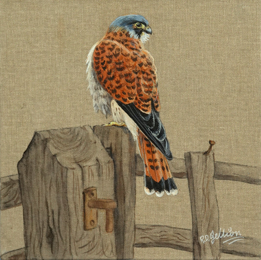 Kestrel