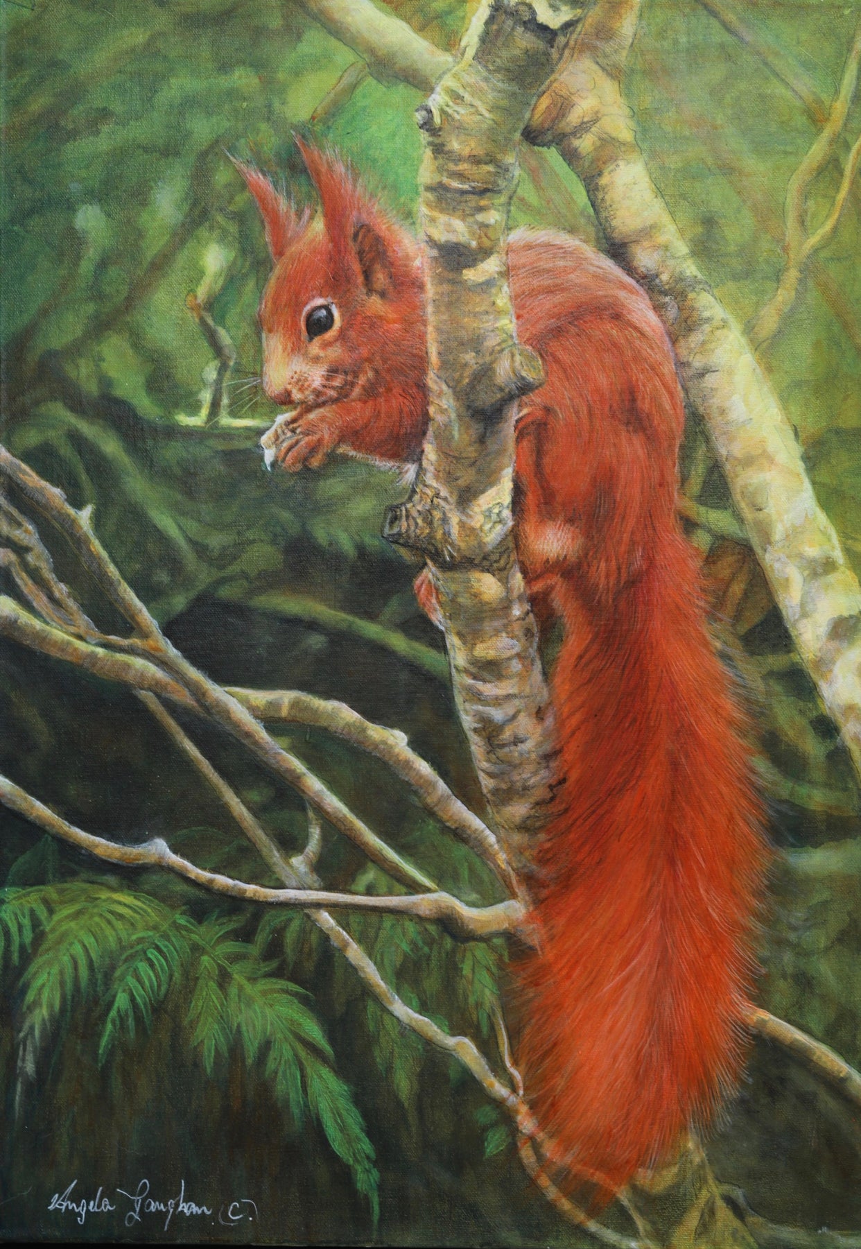 Red Squirrel