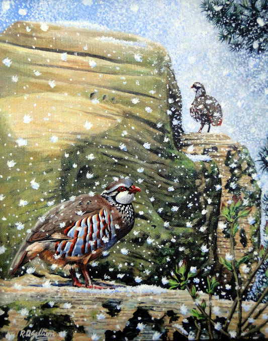 Red Leg Partridge Lost In Snow