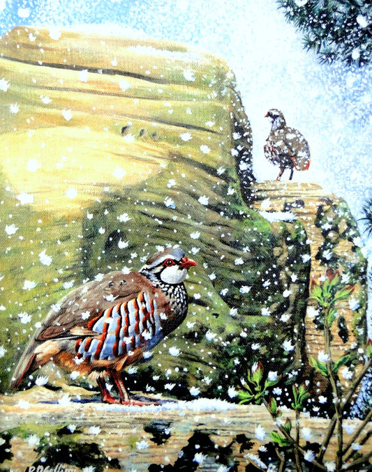 Red Leg Partridge Lost in Snow by Robert Gellion